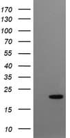 CRYGC / CCL Antibody (clone OTI1D6, Carrier-free)
