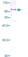 Human JADE1 / PHF17 Protein (Recombinant GST)