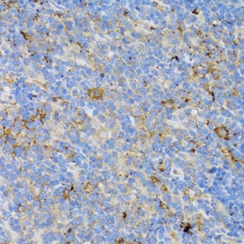 CD4 Antibody
