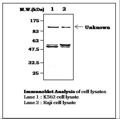 IHC-plus™ LYN Antibody (aa39-58)