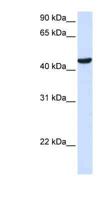 Polyclonal Rabbit anti-Human ZNF134 Antibody (aa144-193, WB)