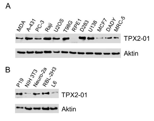 TPX2 Antibody (clone TPX2-01)