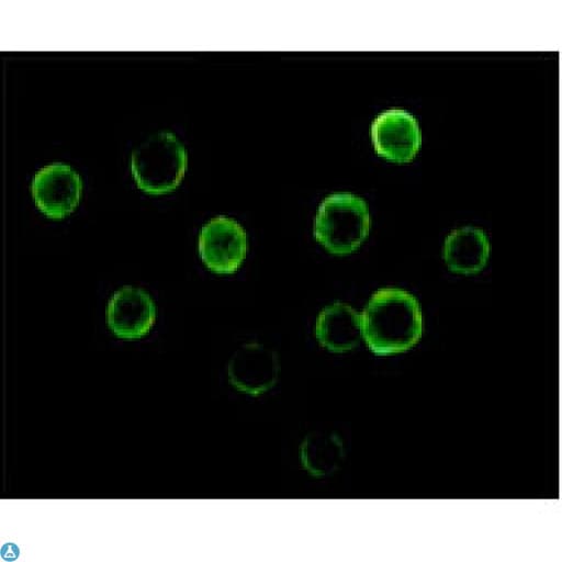 BTK Antibody