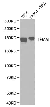 ITGAM / CD11b Antibody