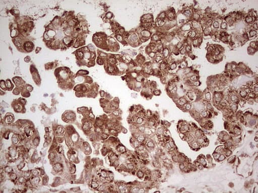 WIBG Antibody (clone OTI9C7)