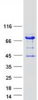 Human ARHGAP27 Protein (Recombinant Myc-DDK (Flag))