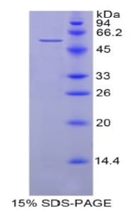 Human HSP70L1 / HSPA14 Protein (Recombinant His)