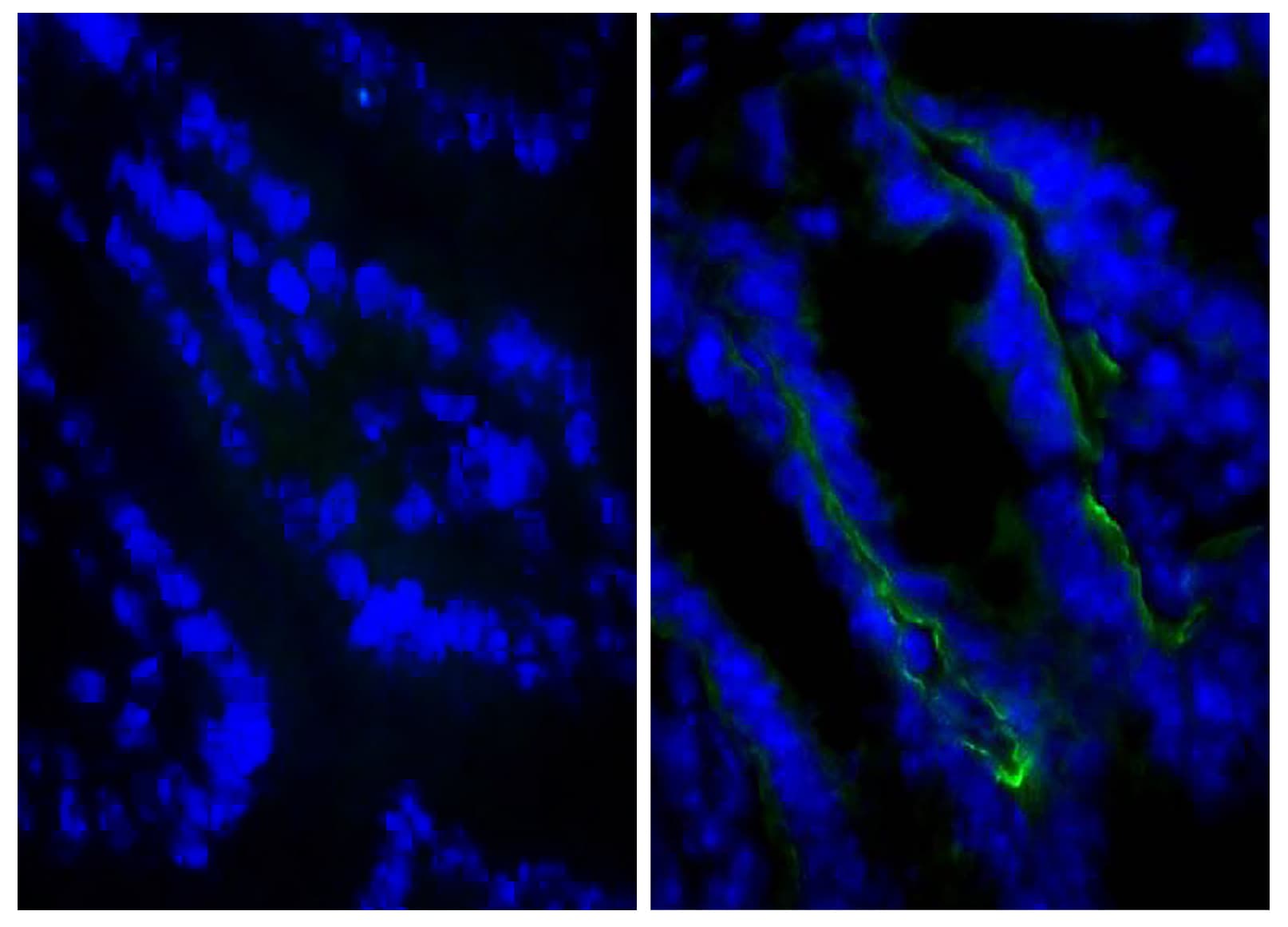 Monoclonal Anti-Rat IgG2a Secondary Antibody (clone KLH/G2a-1-1, Cy3, IHC)