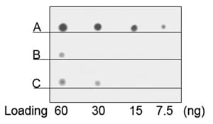 His Tag Antibody (clone 6G2A9)