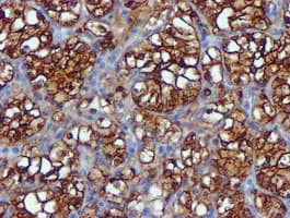 USP7 / HAUSP Antibody (clone OTI1B2)