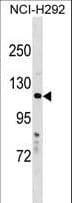 HPS5 Antibody (aa88-116)