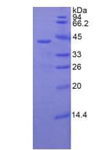 Pig FLT1 / VEGFR1 Protein (Recombinant His-GST, N-terminus)