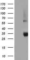 NPTN / SDR1 Antibody (clone OTI2F5)