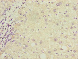 COX17 Antibody