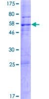 Human WDR33 Protein (Recombinant GST)