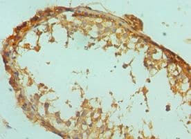 GFER Antibody (aa81-205)