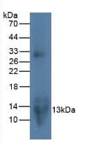 CCL20 / MIP-3-Alpha Antibody (clone C1)