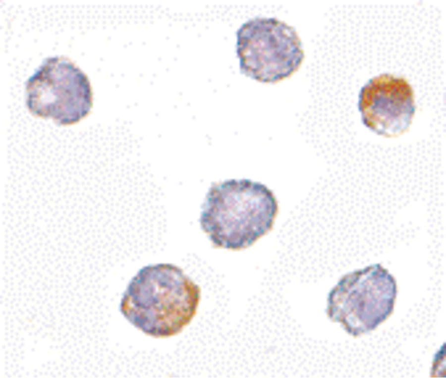 IHC-plus™ GRTP1 Antibody