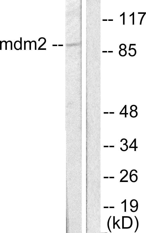 MDM2 Antibody