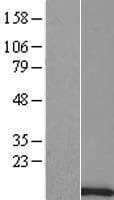 TTTY8 Protein (Over-Expression Lysate Myc-DDK (Flag))