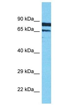XRCC1 Antibody (aa486-535)