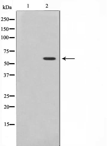 SRC Antibody (phospho-Tyr530)