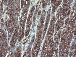 TSC22D1 / TSC22 Antibody (clone OTI3B7)