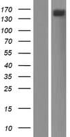 Human ADGRA2 / GPR124 Protein (Over-Expression Lysate Myc-DDK (Flag))
