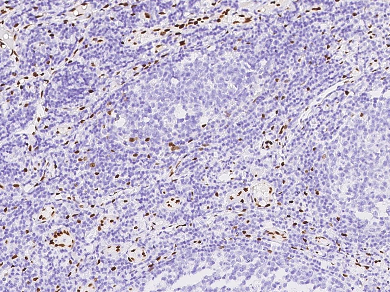 Monoclonal Mouse anti-Human IL-33 Antibody (clone 34, Preservative Free, IHC)
