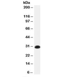 Mouse Anti-Human Kappa Light Chain Secondary Antibody (clone KLC709, Azide-free, BSA-free)