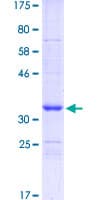 Human SCG10 / STMN2 Protein (Recombinant GST, N-terminus)