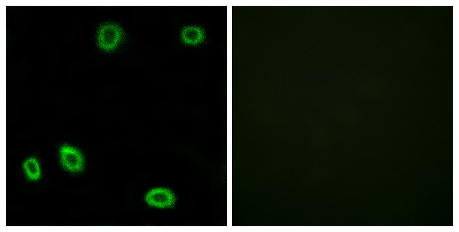 Polyclonal Rabbit anti-Human OR5L1+2 Antibody (aa55-104, IF)