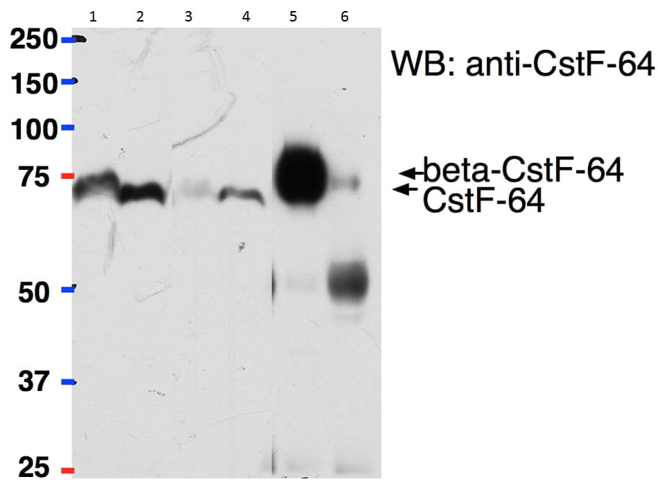 IHC-plus™ CSTF2 / CstF-64 Antibody (aa309-320)