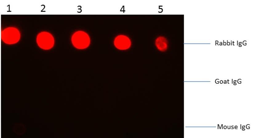 Polyclonal Goat Anti-Rabbit IgG Secondary Antibody (Fab'2, RPE, IF)