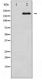 BRCA1 Antibody