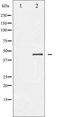 MAP2K2 / MKK2 / MEK2 Antibody