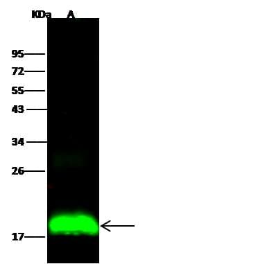 Monoclonal Rabbit anti-Human CD225 / IFITM1 Antibody (clone 021, Preservative Free, IF, WB)