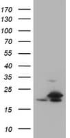 NME1 / NM23 Antibody (clone OTI4G3, Carrier-free)