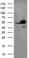 Monoclonal Mouse anti-Human RBBP7 / RbAp46 Antibody (clone OTI5A4, IHC, WB)