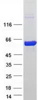 Human NT5C2 Protein (Recombinant Myc-DDK (Flag))