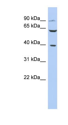 CXCR2 Antibody (N-Terminus)