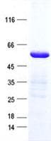 Human ZNF772 Protein (Recombinant His, N-Terminal)
