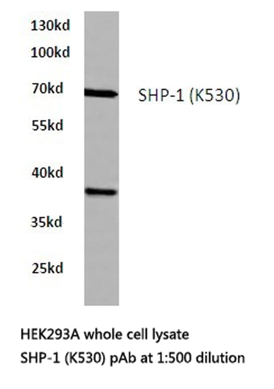 PTPN6 / SHP1 Antibody (Lys530)