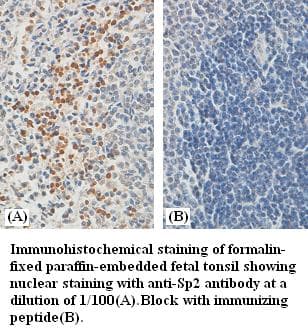 SP2 Antibody