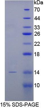 Rabbit BMP2 Protein (Recombinant His)