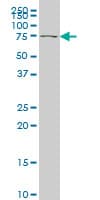 TBX2 Antibody (clone 7G5)