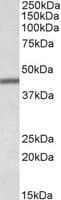 IHC-plus™ Polyclonal Goat anti-Human TFB2M Antibody (aa325-338, IHC, WB)