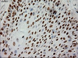 EPCAM Antibody (clone OTI4G10)