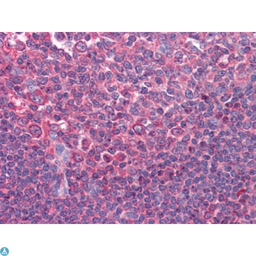 CD80 Antibody