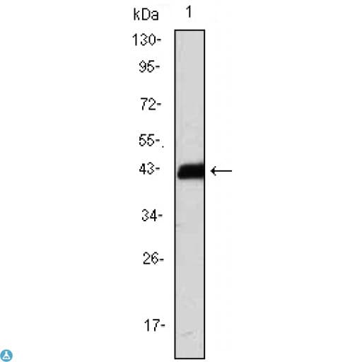 CD247 / CD3 Zeta Antibody